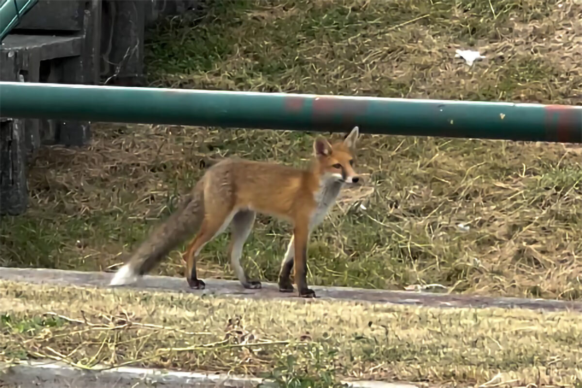 Aktobe trenirao na Koševu pa na treningu snimili lisicu